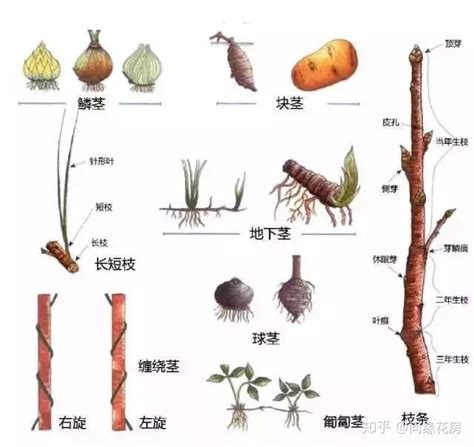 地下莖植物有哪些